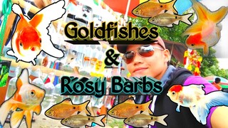 Buying New Goldfishes w/ Rosy Barbs