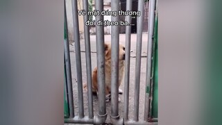 Tội nghiệp chưa kìa ba ko cho Bơ đi cùng...cunyeucuadua yeucho yeuchomeo cún cúncon chó chómèo chócon chókhôn yeuchomeo chócute pet dog