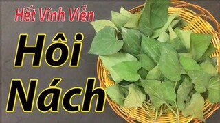 Hôi nách thậm chí thối nách đến cỡ nào cũng phải hết sạch mùi nhờ 1 nắm rau diếp cá