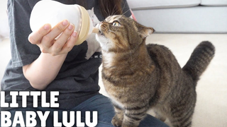 [Kittisaurus] LuLu mãi mãi là một đứa trẻ!