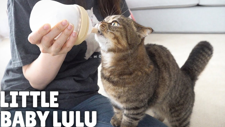 [Cat] Feeding my cats