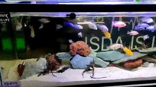 cichlids