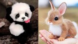 Cute baby animals Videos Compilation cute moment of the animals - Funniest Animals #9