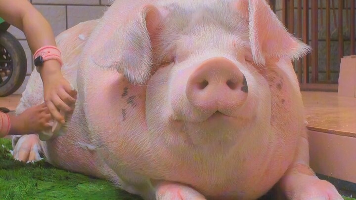 What could be more stress-relieving than washing a pig~?