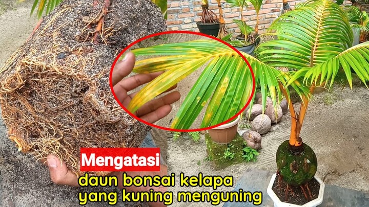 CARA PENANGANAN DAUN BONSAI KELAPA YANG KUNING MENGUNING