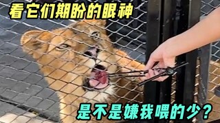 The meat fell from its mouth and it got angry at me! This big cat has a really bad temper~