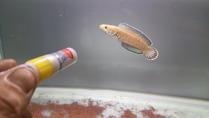 บลูแอนดริว