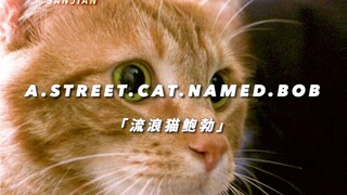 A stray cat on the street changed the life of a destitute young man