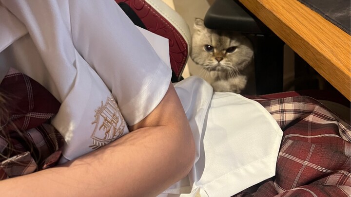 It seems like my girlfriend's cat doesn't really like me.