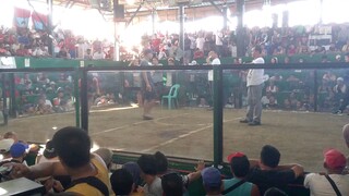 blues win 4x winner na lagi paa lang sugat at hiea lang sa pakpak ang mga tama