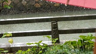 要相信古人的智慧，他们如果知道我们都不敢用油纸伞挡雨，会不会很惋惜呢