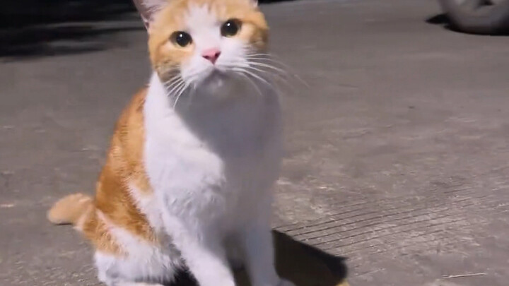 ถึงแม้จะหิว แต่มันก็ยังยืดอกออกมาต่อหน้ากล้อง ดูมีพลังมากที่สุด!