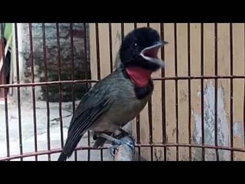 Suara Burung Samyong Sangat Unik Dan Memukau