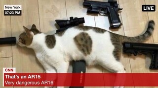 Kumpulan video lucu dari luar negeri, setelah menontonnya rasanya seluruh dunia begitu menyenangkan!