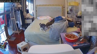 Apakah kucing kecil ini harus dipenjara?