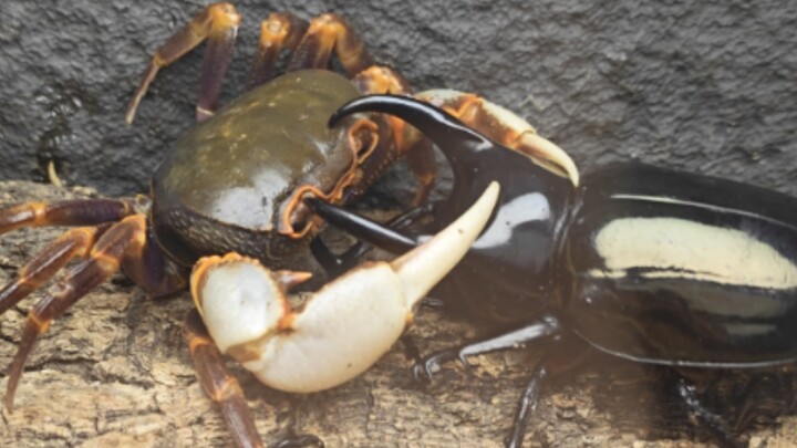 Giant Asian Stag Beetle vs. South China Stream Crab: Can insects really stand up to crabs?