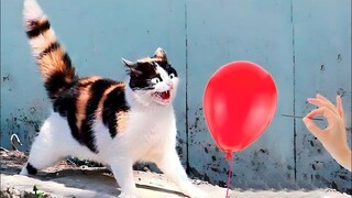 Best Funny Animal Videos Of The 2023 🤣 - Funniest Cats And Dogs Videos 😺😍