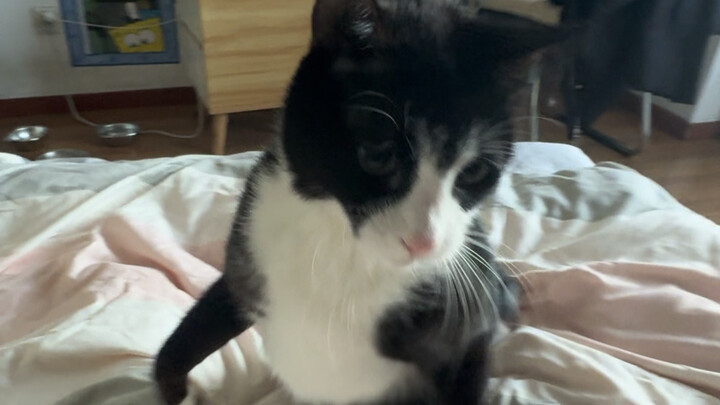 ปีใหม่จีนไม่เชิดสิงโตก็จะไปเชิดวัวนมเหรอ?