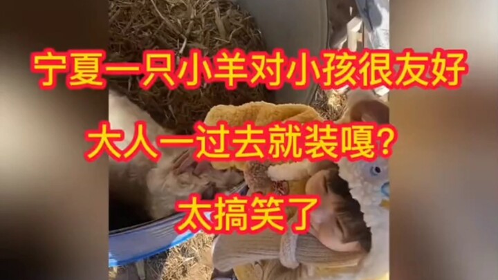 Ở Ninh Hạ, một chú cừu con rất thân thiện với trẻ nhỏ; hễ người lớn lại gần là liền giả chết? Thật l