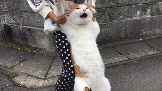 This kind of cat really deserves a good spanking!!