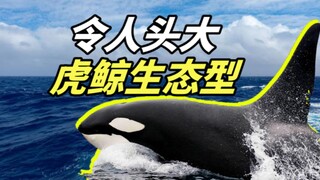 Cute Sea Emperor Orcas: A Basic Introduction to Orcas and Their Ecotypes