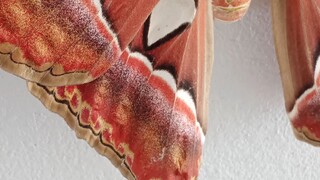 Borneo Atlas Moth