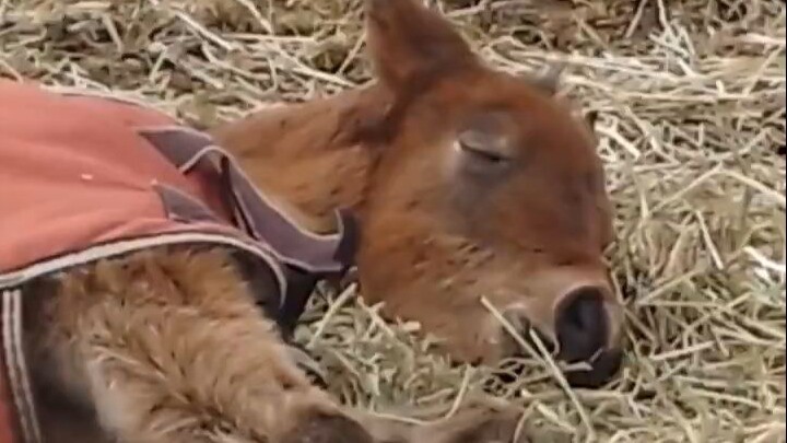 الحصان الصغير ينام -> الحصان الصغير يستيقظ فجأة -> الحصان الصغير ينام