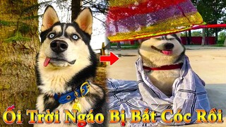 Dương KC | Ngáo Và Ngơ #8 | chó thông minh vui nhộn | funny cute smart dog pets | Thú Cưng TV
