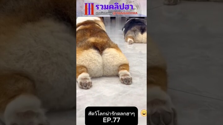 รวมคลิปตลกฮาๆ EP.187 #สัตว์เลี้ยง  #ตลก #shorts #tiktok #funny #สัตว์โลกน่ารัก #แกล้ง #สัตว์ตลก