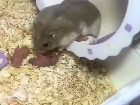 Bayi hamster: Punya kasih sayang ibu, tapi tidak banyak