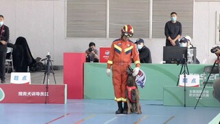 【全国消防职业技能大赛】搜救犬季军 内蒙古消防搜救犬 小强  寓意小而强大！