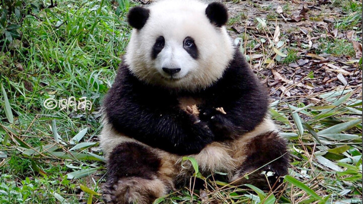 So Cute She Burst into Tears!! The “Baby Face” Reputation in the Panda World Is No Joke | Pandas Heh