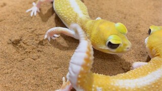 我这小皮卡丘还能不能要的上了…