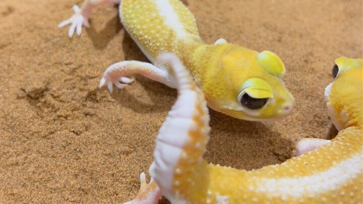 我这小皮卡丘还能不能要的上了…