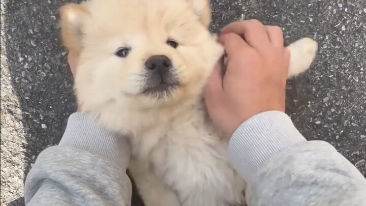 หมาพื้นเมืองตัวน้อยที่ฉันชอบตั้งแต่แรกเห็นที่บ้านญาติ