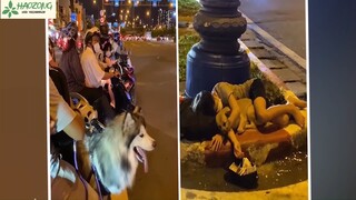 Xúc động hoàn cảnh 'ĐỐI LẬP' giữa hai chú chó, ai xem xong cũng 'NGHẸN NGÀO' nước mắt #doisong