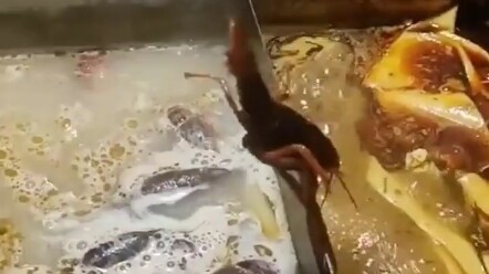 撑不住就变成熟了