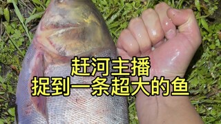 咸鱼赶河摸鱼逮虾 今天小龙虾挺大的 还捉到一条大鱼