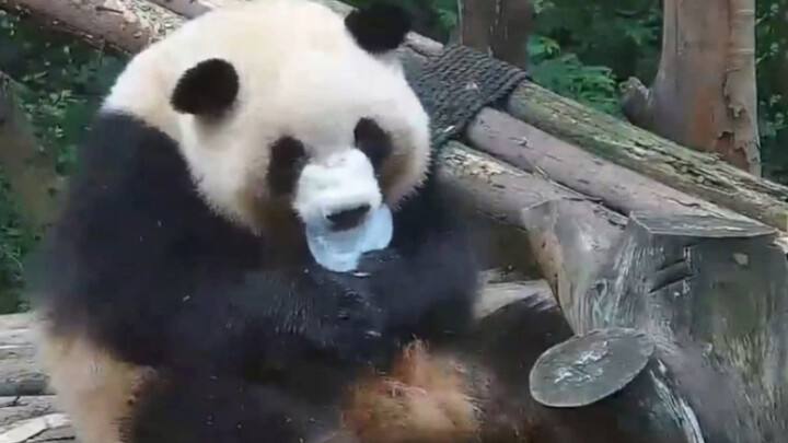 【Panda Mei Lan & Mao Tao】Mao Tao Found Mei Lan With a Piece of Ice