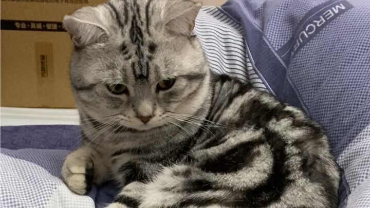 Super Smart Kitty—Learn to Flip the Script in No Time! 🐱✨