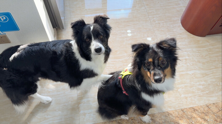 Today’s button is sago pudding!