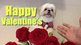 Shih Tzu Dog's Valentine Surprise | A Valentine's Day Special