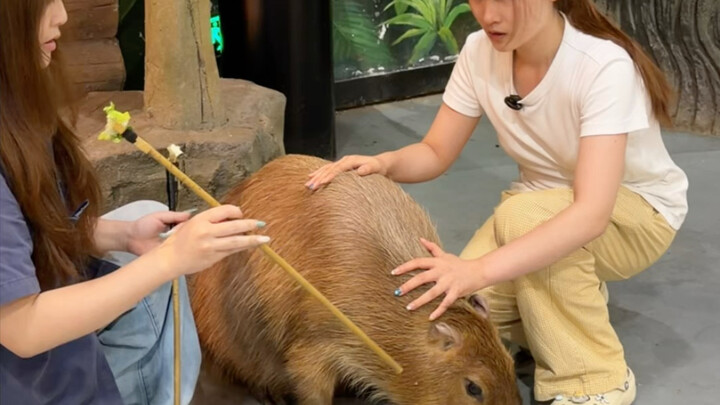 Challenge: Touch the capybara with five different emotions
