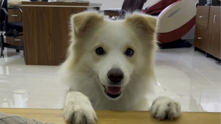 พี่สาวไปโรงเรียนแล้ว ตอนนี้เลยได้แต่ตามฉันมาทำงาน ชั่วคราวเป็นผู้ช่วยเล็กๆ ก่อน ถ้าทำได้ดีก็จะได้เลื