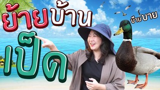 น้องเป็ดย้ายบ้าน!! (Mini Mallard Duck) EP.229