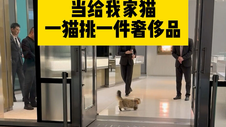 Let my cat pick a luxury item for me! #CutePetDebutProject #Messi'sCat #Cats'MysteriousBehavior #Mes