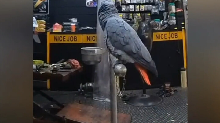 This parrot is insane—it sounds like it can imitate *any* sound!