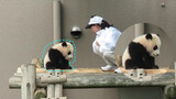 Baby panda Jie Bin was awakened in the middle of her sleep by her caretaker, gets  carried away eventually hahaha