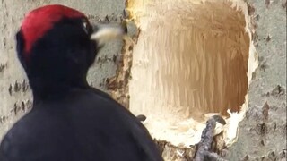 عندما ينقر نقار الخشب الأشجار، هل هو حقاً يعالج أمراض الأشجار؟