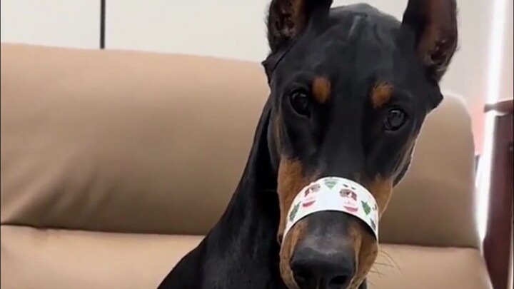 The World of Little Animals